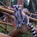 Colchester Zoo