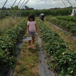 Strawberry picking at the farm